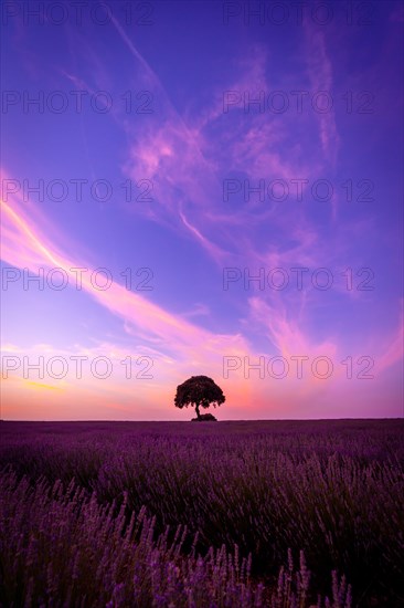 A tree at sunset in a lavender field with a purple sky