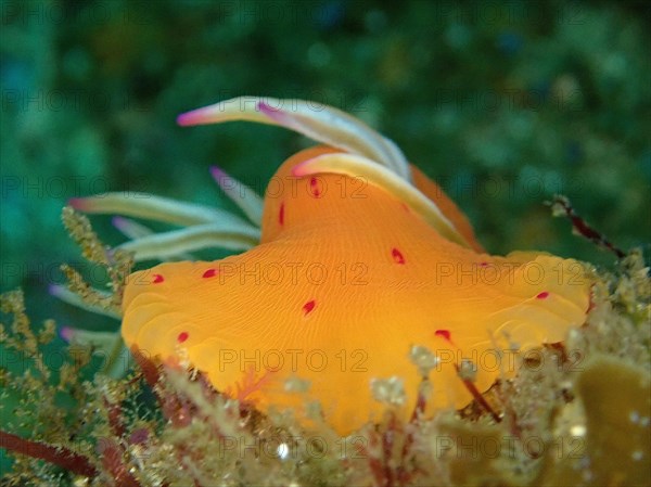 Candy Cane Anemone