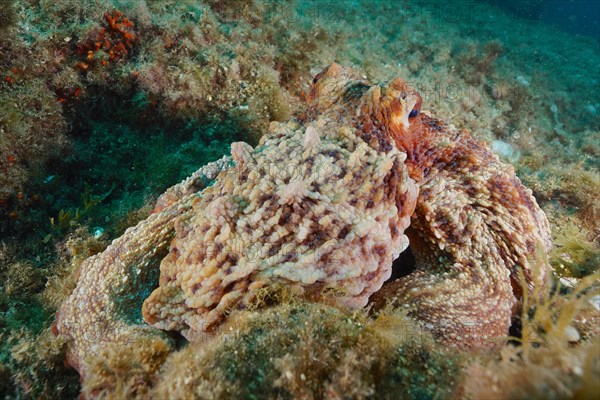 Common octopus