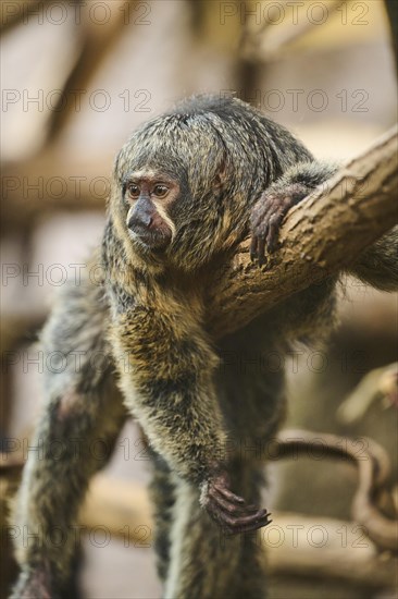 White-faced saki