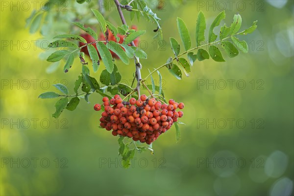 Fruits of the european rowan