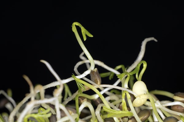 Sprouts of black beluga lentils