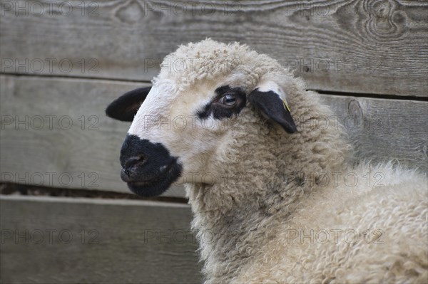 Portrait of a white sheep with black markings standing in front of a stable