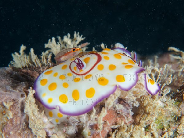 Ringed star snail Star snail