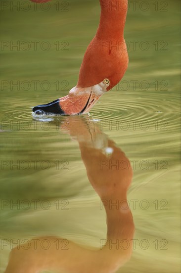 Portrait of an American flamingo