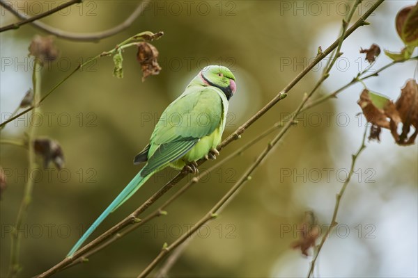 Monk parakeet