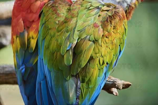 Scarlet macaw