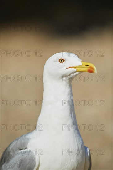 Yellow-legged gull