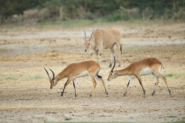 Southern lechwe