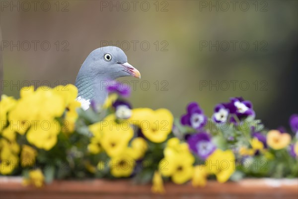 Wood pigeon