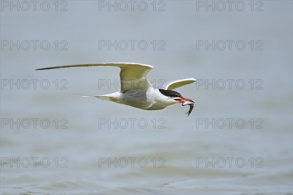 Elegant tern