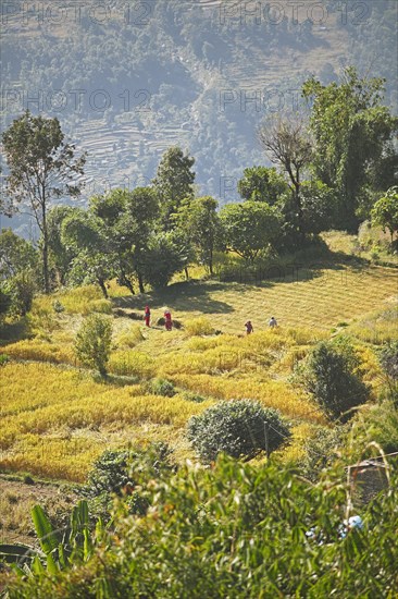 Fields around Sarangkot