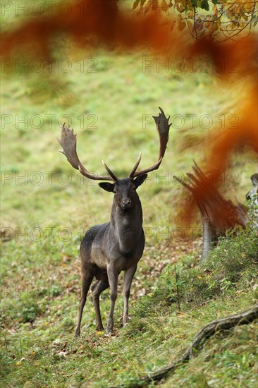 Fallow deer