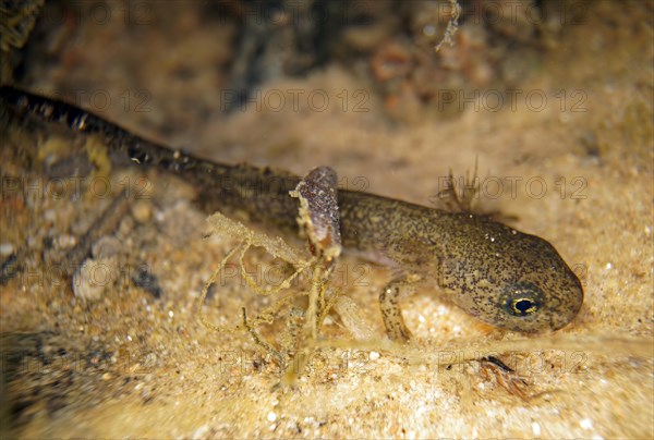 Larva of fire salamander