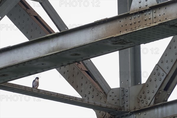 Peregrine Falcon