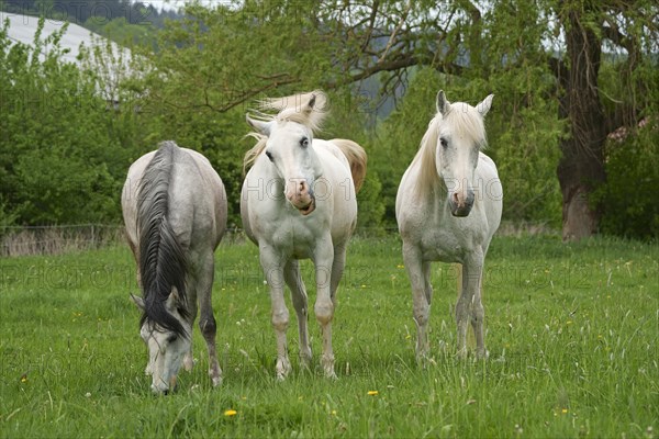 Horses