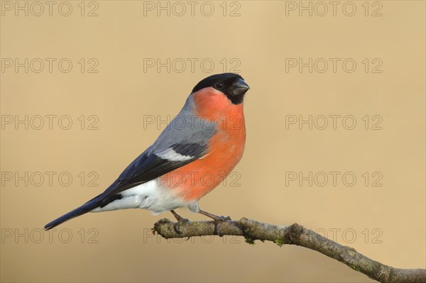 Eurasian bullfinch