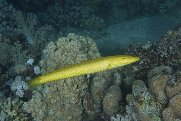 Cigar wrasse