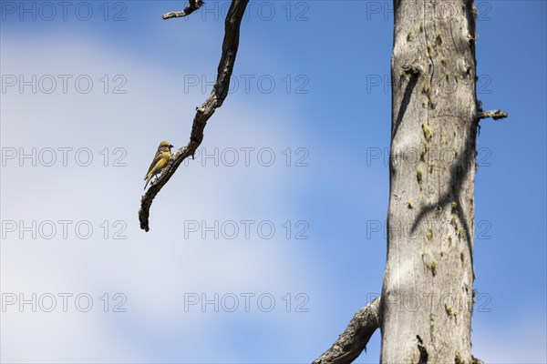 Common crossbill