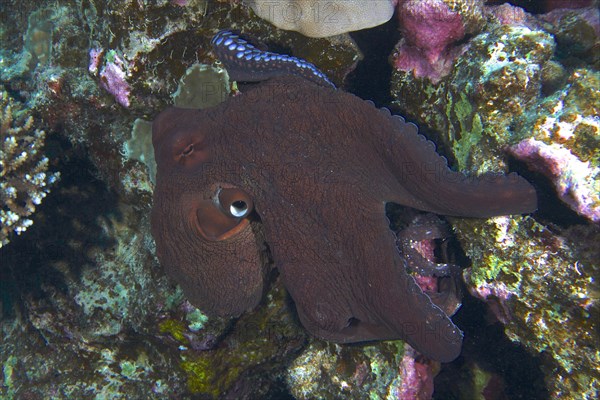 Large blue octopus