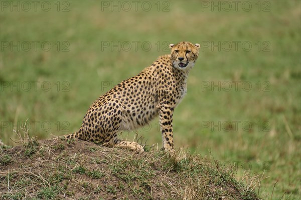 Cheetah