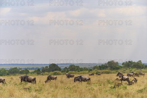 Blue wildebeest