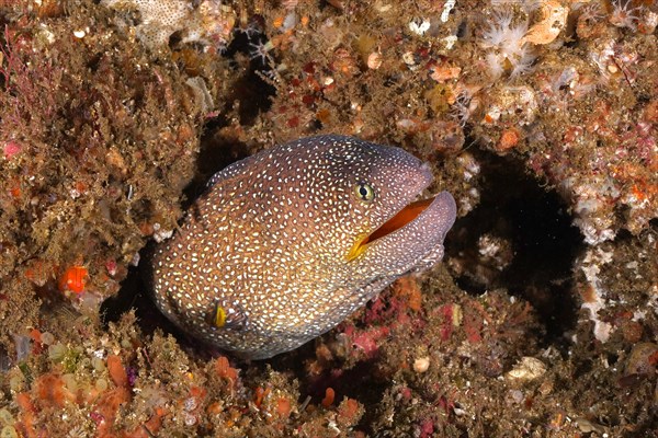 Starry moray