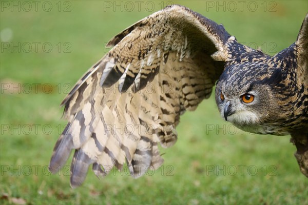 Eurasian eagle-owl