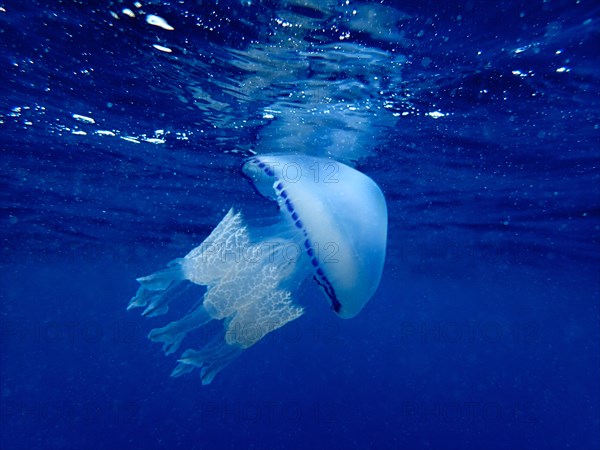 Barrel jellyfish