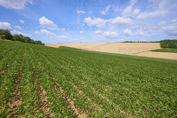 Soybean field in summer