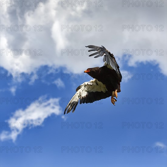 Bateleur