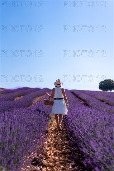 A woman in a white dress in a summer lavender field with a hat and a basket