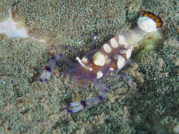 Peacock-eyed anemone shrimp