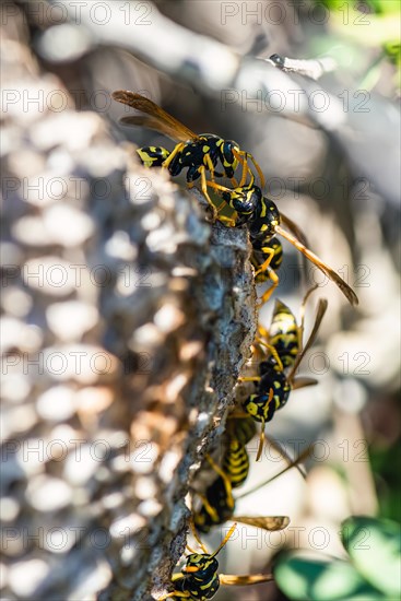 European Paper Wasp