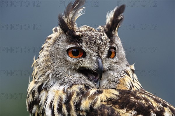 Eurasian eagle-owl