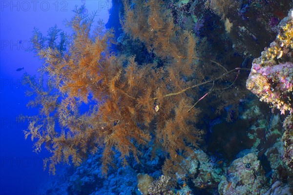 Black bushy black coral