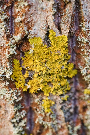 Common orange lichen