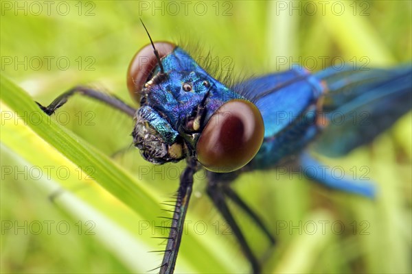 Banded demoiselle