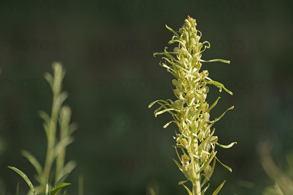 Lizard orchid