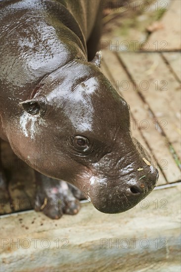 Pygmy hippopotamus