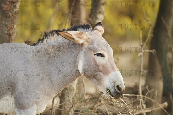 Somali wild ass