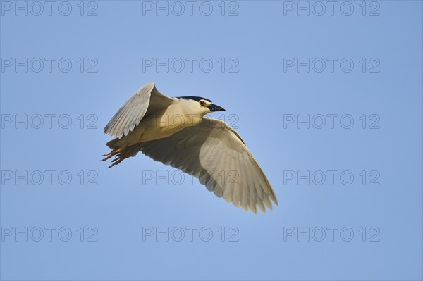 Black-crowned night heron