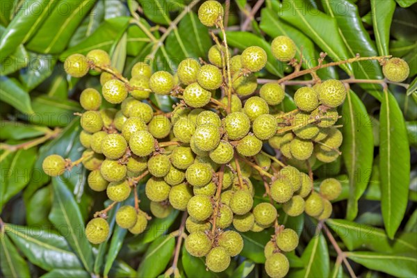 Longan