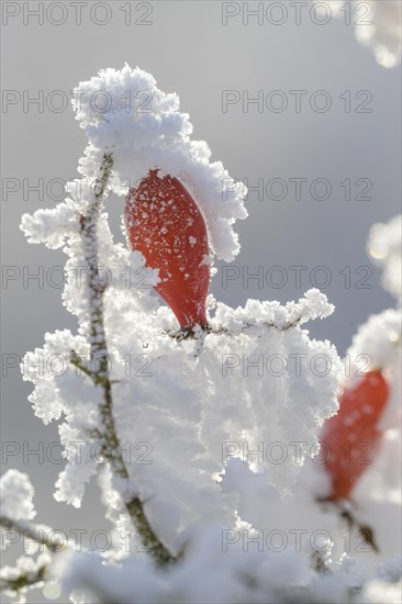 Shrub rose