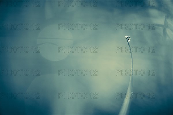 Blade of grass with dewdrops in front of blurred background