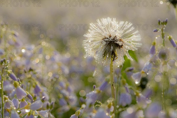 Withered dandelion