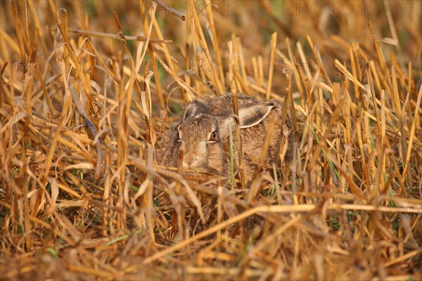 European hare