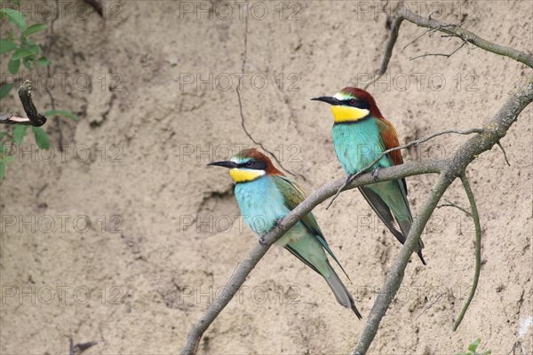 European bee-eater