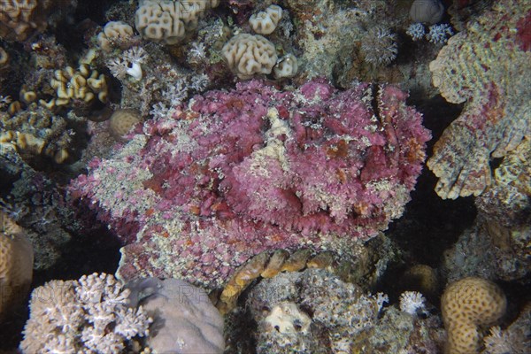 Reef stonefish