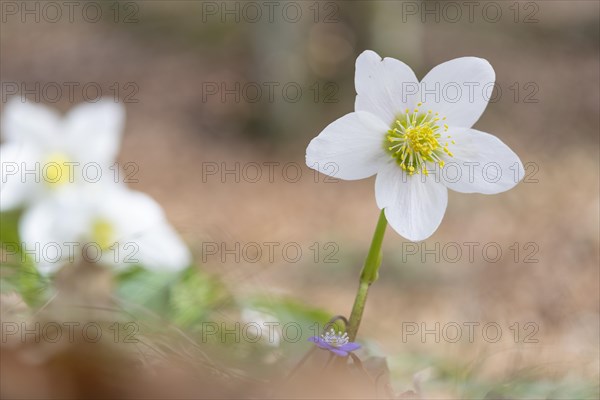 Snow lily